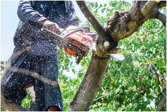 tree services Farmville